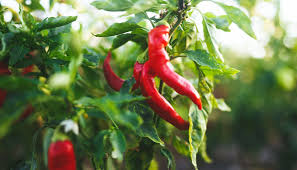 Chili anpflanzen, pflegen, Tipps zu Sorten und Ernte