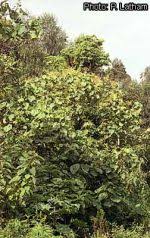 Image result for Neoboutonia melleri