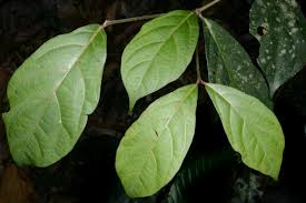 Image result for Heinsenia