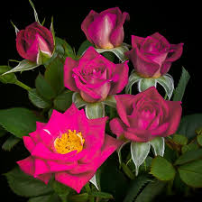 Wonderful miniature rose for border. Daddy S Little Girl Miniature Rose Trees For Sale Online The Tree Center