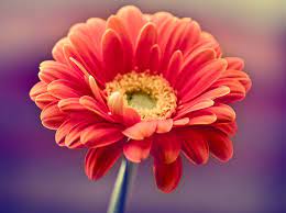 Flowers Gerbera Daisy Gerbera Lily Flower
