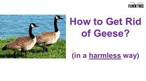 This will give it a more natural appearance and life like look. How To Get Rid Of Geese And Ducks In A Humane Way Youtube