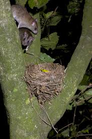 Possums are venturing down from the trees and into our homes in as experts in possum removal we'll not only help you remove the pesky possum, we'll also or click the contact us form for fast and reliable pest control melbourne and possum removal elsternwick. Rats Running Riot Pest Control Tips Ahead Of Winter Ourauckland