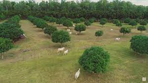 Posted at mar 14 2021 01:25 pm. Video Omg Bea Alonzo S Farm Tour Is Here