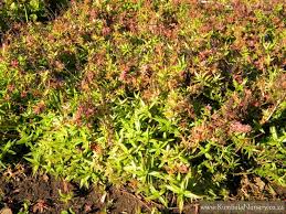 Image result for Crassula lanceolata