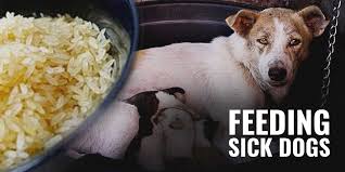 Believe it or not, humble grains can be a huge source of discomfort for. What To Feed A Sick Dog With No Appetite Breeding Business