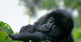 Resultado de imagen de R.D. del CONGO rio congo