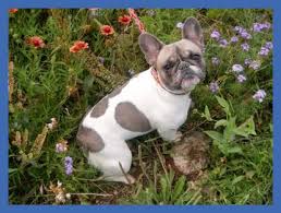 We are a small home breeder of french bulldogs and mini aussies with their long tails. Silver Hammer Frenchies