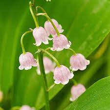 Flowers that look like lilies of the valley. Convallaria Majalis Rosea Lily Of The Valley White Flower Farm