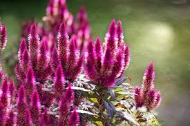 Cuidados De La Celosia O Penacho Macetas Cultivo De Plantas Y Flores Rosadas