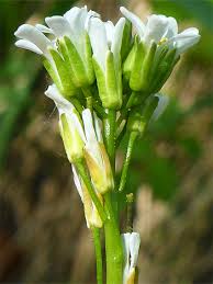 Image result for Rotheca hirsuta