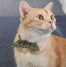 pin by ebru sarpman on kedi in 2021 cat collars ninja cats cats