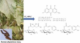 Image result for Rumex abyssinicus