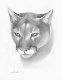 Puma Face Drawing Google Search Lion Face Drawing Animal Drawings Cool Art Drawings