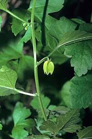 Image result for Achariaceae