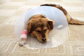 How To Stop A Dog From Licking Its Wound Big Dog Little Adventures