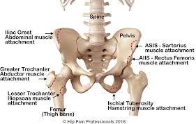 There are four muscles in anterior region of the thigh. Growing Pains Around The Hip Pelvis Apophysitis Avulsion