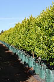 Image result for Ficus fischeri