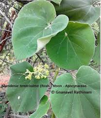 Image result for Marsdenia