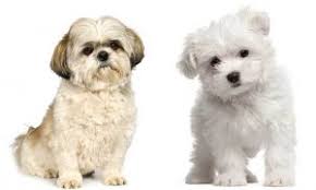 And do these tiny pups make perfect pets? Maltese Vs Shih Tzu Dog Breed Comparison 2021 We Love Doodles