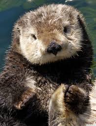 That's why ocean wise's animal and education experts at vancouver aquarium have compiled the following online resources for kids to learn to care for their ocean and the animals in it. Vancouver Aquarium Vancouver Can Cute Animals Otter Love Koala Bear