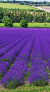Lavender Fields Lavender Farm Lavender Fields Beautiful Gardens