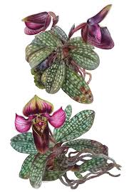 Image result for Justicia exigua