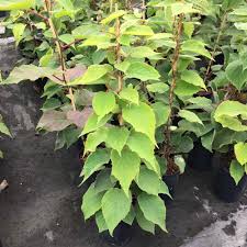 Edible bananas and ornamental, too. Kiwi Jenny Plants For Sale Ornamental Trees Ltd