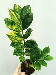 Image result for Zamiokulkas Zamioculcas