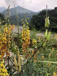 Image result for Crotalaria barkae