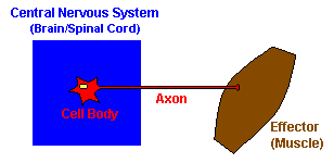 The central nervous system is made up of the brain and the spinal cord. Neuroscience For Kids Explore The Nervous System