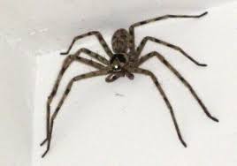 It is often described as being the. Huntsman Spider Facts Hunting Spiders
