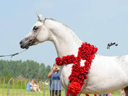 Get papo equestrian and horse figurines for less. The 2011 Polish National Championships Pride Of Poland Sale Arabian Horses Stallions Farms Arabians Horses For Sale Arabian Horse Network
