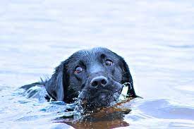 Join our community of paw lovers across the u.s. Swimming Tampa Florida Dog Free Photo On Pixabay