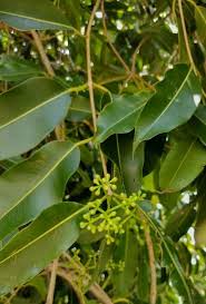 Image result for Syzygium cumini