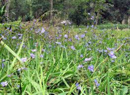 Image result for Aristea angolensis