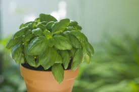 Maybe you would like to learn more about one of these? How To Grow Basil Outdoors And In A Pot