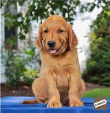Every labrador has a unique personality. Excellent Golden Retriever And Labrador Puppies Now Pune Zamroo
