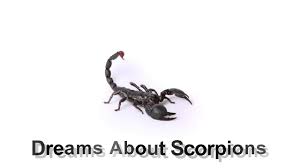 Black And White Snake Dream Meaning In Islam Dreams About Scorpions Dreams Meaning And Interpretation Dream Interpretation Dream Meanings Dream
