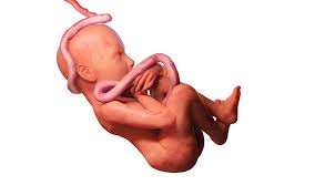 anne karninda bebegin hareketleri dr ismet yildirim