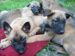 Der malinois ist der bevorzugte sporthund für schutzhundfreunde und wird immer häufiger bei polizei und zoll eingesetzt. Malinois Welpen Abzugeben Malinois