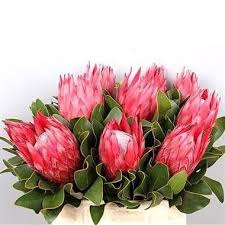 Image result for Protea madiensis
