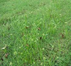 Image result for Kyllinga appendiculata