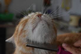 Tidak jarang kucing terkena kutu pada bulunya, kutu merupakan parasit eksternal menular yang hidup dengan menghisap darah mamalia. Tips Hilangkan Kutu Kucing Pakai Sampo Khusus Hingga Sisir Kutu Semua Halaman Bobo