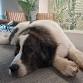 Pause for paws event image