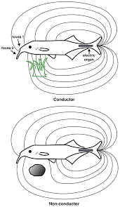 Ampullae of lorenzini can also detect earth's electromagnetic field, and sharks apparently use these electroreceptors for homing and migration. Electroreception Wikiwand