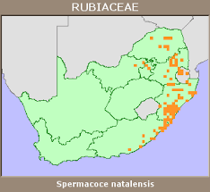 Image result for Spermacoce natalensis