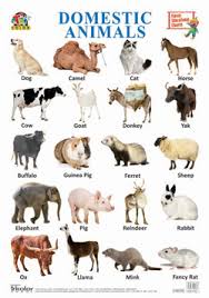 Tricolor Classic Educational Charts Domestic Animals