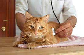 Heart Disease In Cats Symptoms Causes Diagnosis Treatment Recovery Management Cost