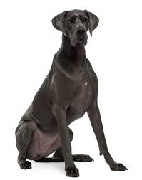 Find free puppies near me, adopt a puppy, buy puppies direct from kennel breeders and puppy owners in lebanon. Great Dane Puppies For Sale Great Danes For Sale Online Vip Puppies